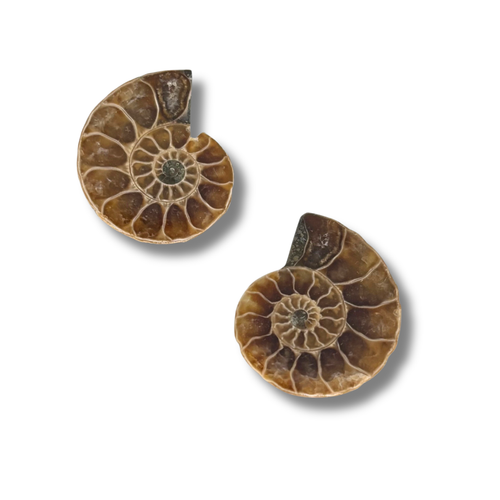 Ammonite Split Pair $9.99