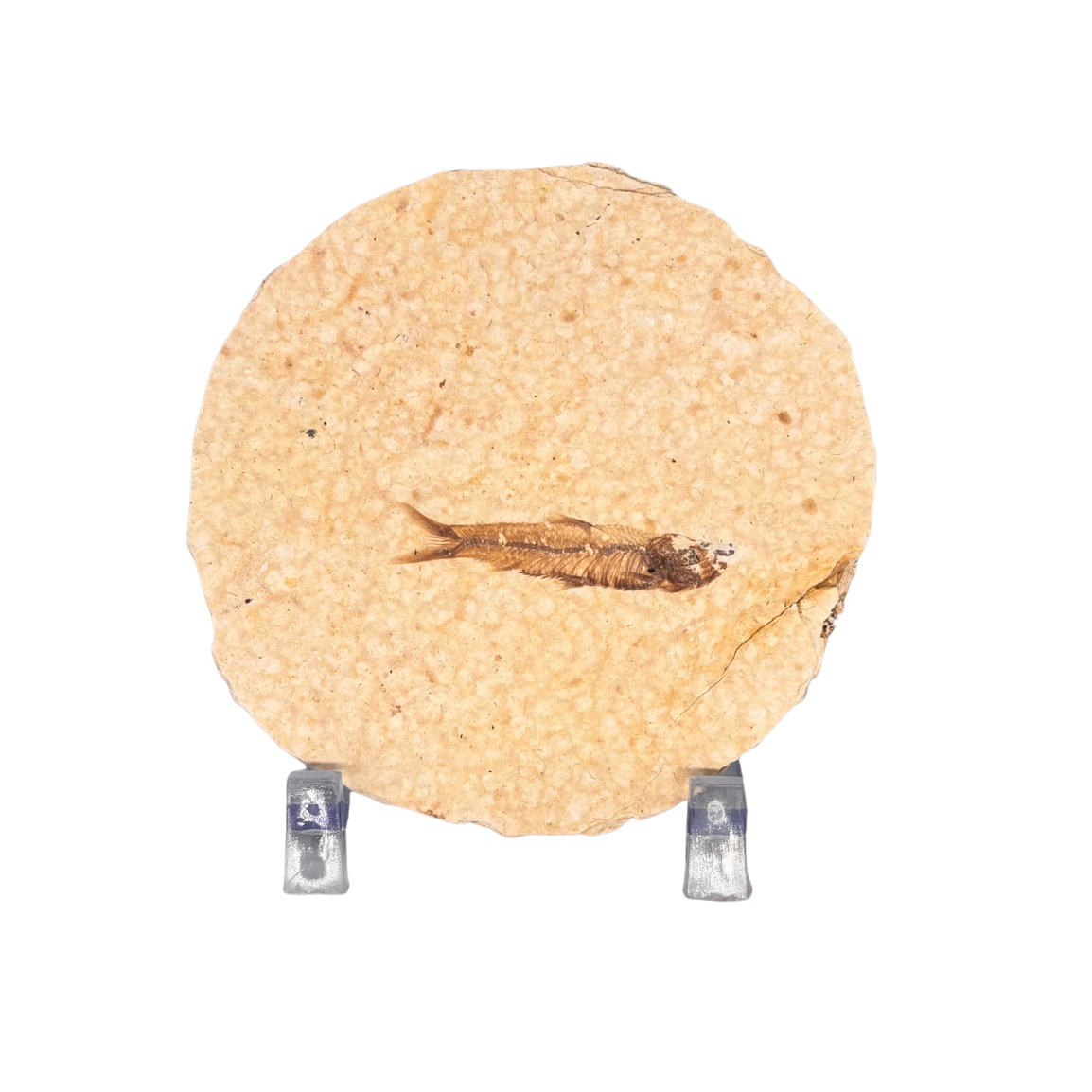 Rounded Fossil Fish $39.99