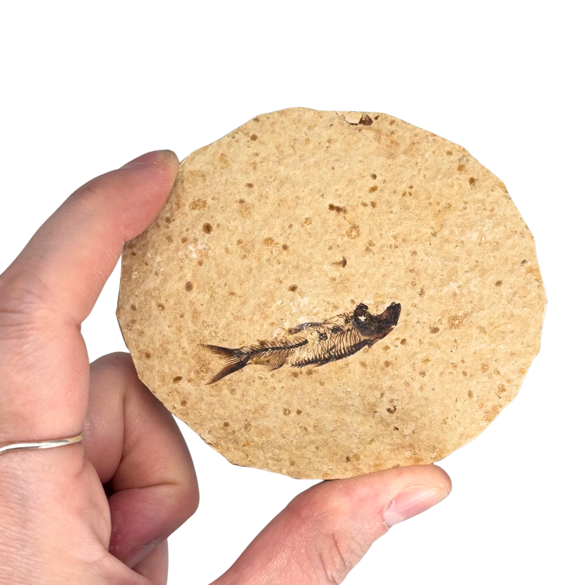Rounded Fossil Fish $39.99